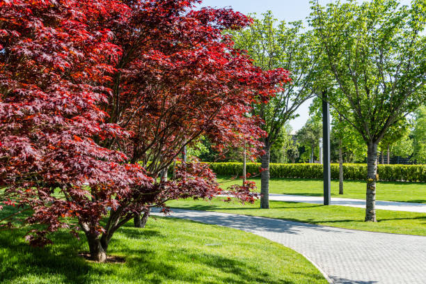 優雅なエイサーパルマタムディスセクタムの木は、青い春の空に赤い葉と。都市公園「クラスノダール」の様式化された日本の中庭。ガリシア公園。晴れた日。2021年春。 - nature environmental conservation red japanese maple ストックフォトと画像
