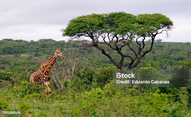 Giraffe Parque Nac Umfolozi South Africa Stock Photo - Download Image Now - South Africa, Zululand, Animal