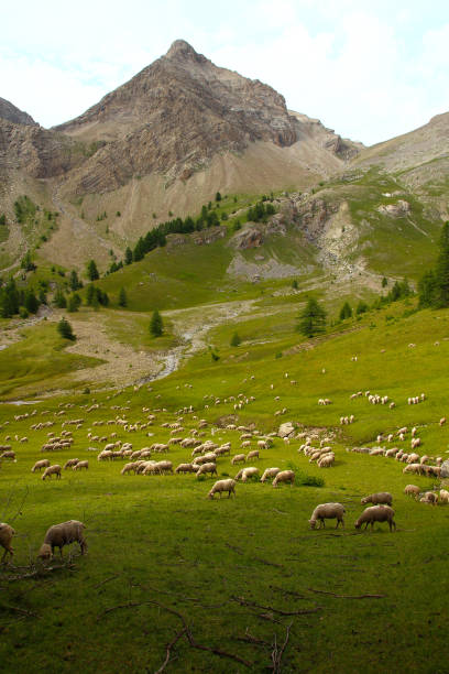 flock of sheep - mercantour national park imagens e fotografias de stock