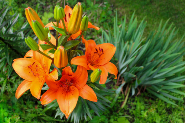 istock Orange lilies in the garden close-up 1391081494