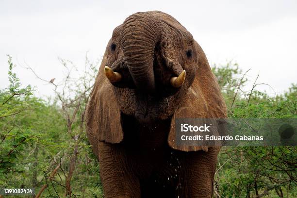 Closeup Of Elephant Drinking Parque Nac Umfolozi South Africa Stock Photo - Download Image Now
