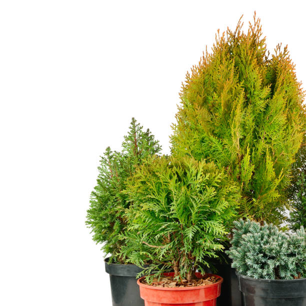 istock Juniper, cypress and thuja in flower pots isolated on white . Free space for text. 1391082564