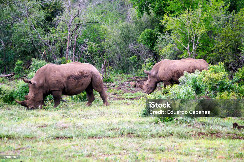 White rhinos, Parque Nac. Umfolozi, South Africa The white rhinoceros is a species of mammal in the Rhinocerotidae family. It is the largest of the five species of rhinos that exist, the fourth largest land animal and the fourth heaviest land mammal after the three species of elephants. Hluhluwe Umfolozi Park Stock Photo