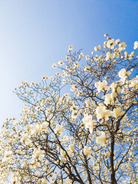 fleurs de magnolia kobus blanc sur fond de ciel bleu - spring magnolia flower sky photos et images de collection