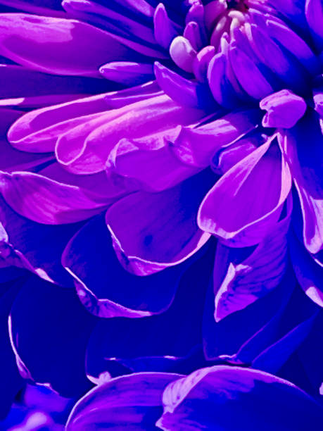 istock Purple, Pink Flower Background 1391082907