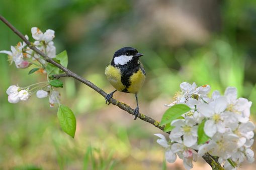 Great tit in an apple orchard