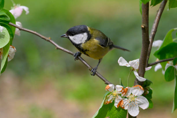 istock Great tit in an apple orchard 1391082981