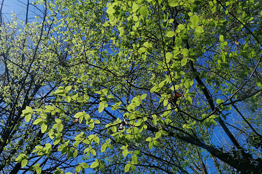 lush foliage of summer birch. Nature backgrounds