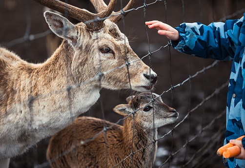 The child stretches out his hand to the fence to stroke the muzzle of the deer. The child has two carrots in his hand to treat the animals.