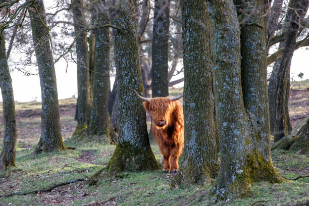 Scottish Higlander or Highland cow cattle (Bos taurus taurus) walking and grazing in National Park Veluwezoom in the Netherlands.