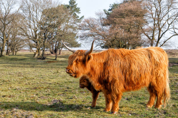 istock Scottish Higlander or Highland cow cattle 1391086469