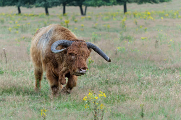 Scottish Higlander or Highland cow cattle (Bos taurus taurus) walking and grazing in National Park Veluwezoom in the Netherlands.