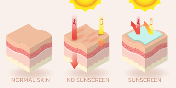 skin sunscreen skin concerning the use of sunscreen.vector for sunscreen advertising.summer protection cream tissue anatomy stock illustrations