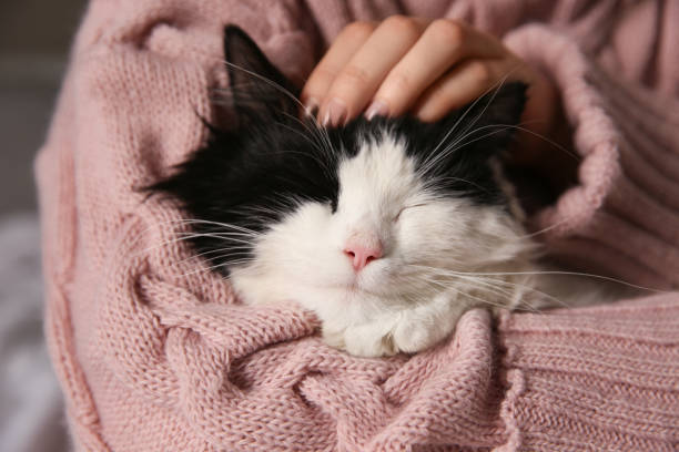 istock Woman stroking adorable long haired cat, closeup 1391086923