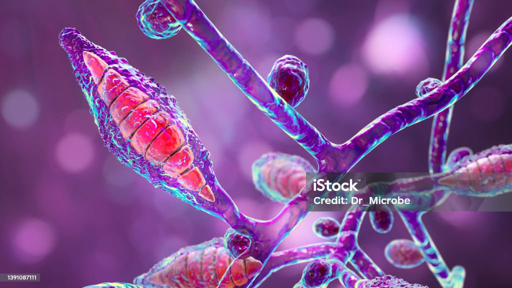 Microscopic fungi Microsporum canis, scientific 3D illustration Microscopic fungi Microsporum canis, 3D illustration. Zoophilic dermatophyte fungus, causes infections of scalp (tinea capitis), body skin (tinea corporis) aquired from infected dogs and cats Ringworm Stock Photo