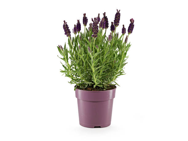 istock french lavender in a purple plastic pot isolated on white background 1391087791