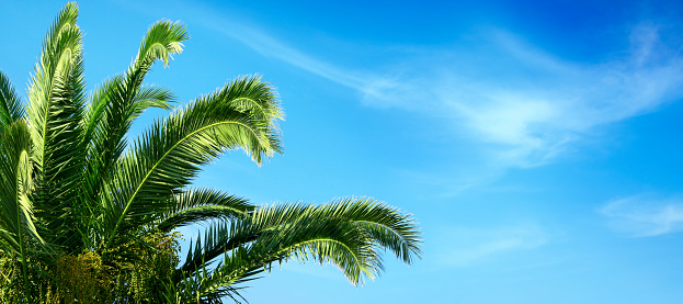 Green palm tree leaves and blue sky
