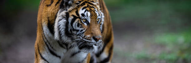istock Template of a tiger in the forest 1391087846