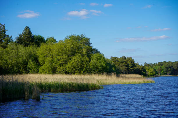 istock Trees and reeds along side a clear lake 1391087891