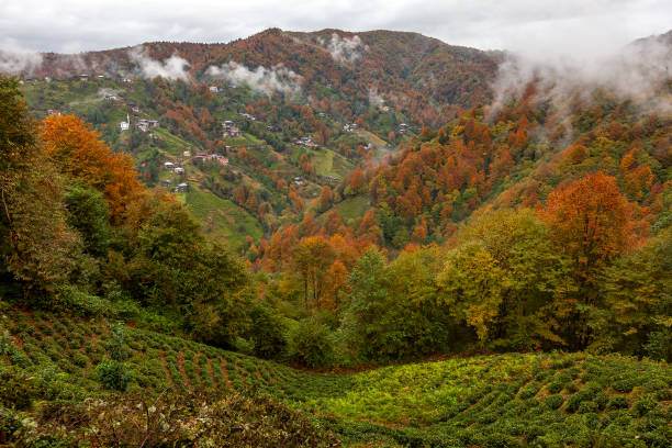istock Black Sea Region Mountains with Tea Fields at Autumn 1391087951