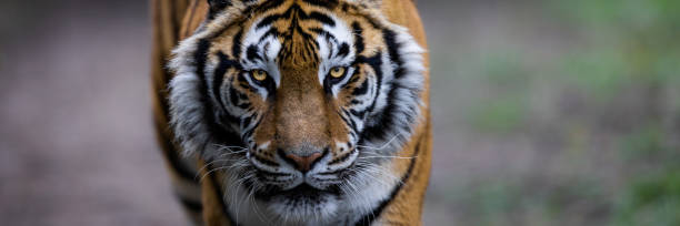 istock Template of a tiger in the forest 1391087962