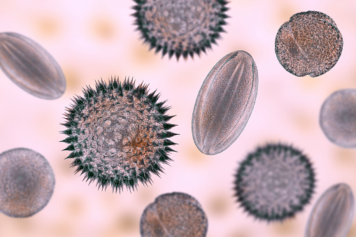 Pollen grains, 3D illustration. They are factors causing hay fever and allergic rhinitis