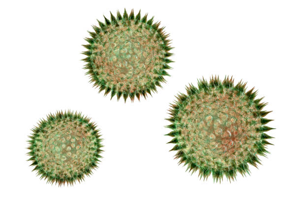 pollenkörner, 3d-illustration - spore stock-fotos und bilder