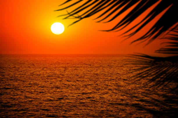 istock Seascape with palm leaf during romantic sunset 1391088096
