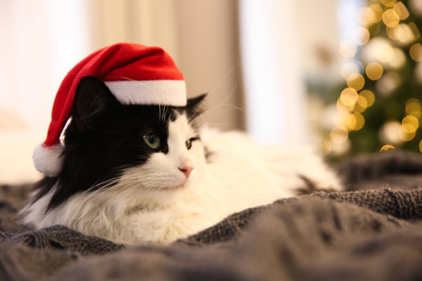 istock Adorable cat in Christmas hat lying on grey blanket, closeup 1391088119