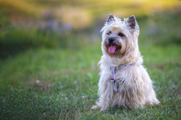 Portrait of a Cairn Terrier in nature Portrait of a Cairn Terrier in nature cairn terrier stock pictures, royalty-free photos & images