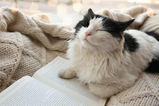 Adorable cat lying near open book on knitted blanket