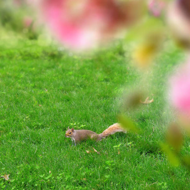 Person feeding eurasian red squirrel (Sciurus vulgaris) with hazelnut and apple, shallow dof