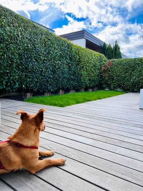 istock Dog lying in the patio 1391089058