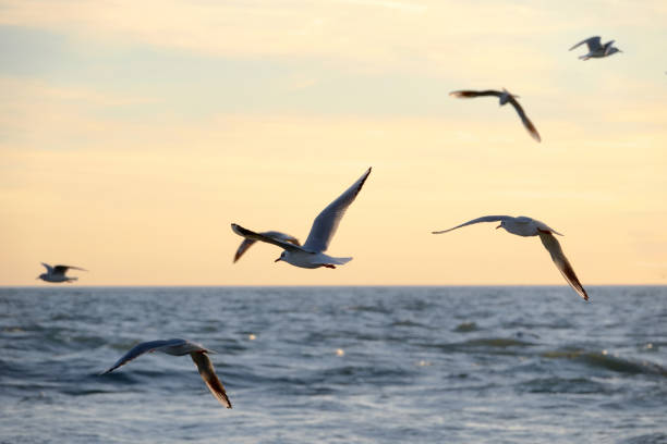 istock Seagulls over the evening sea. 1391089956