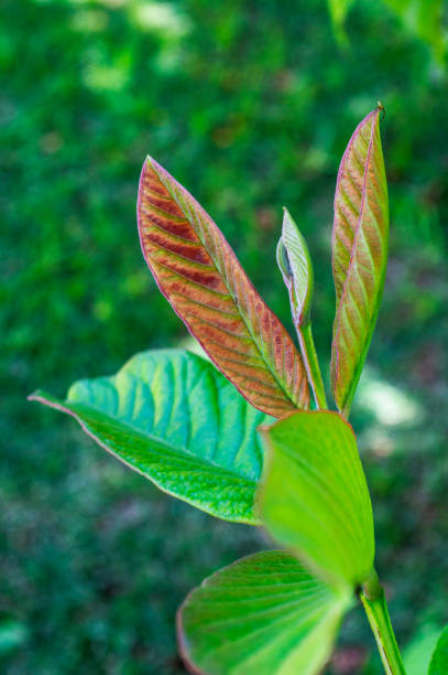 istock Brown leaves hanging on the tree. 1391090562