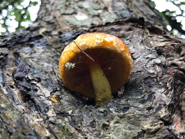istock Crab apple 'John Downie' - Orange fungus on trunk 1391090612