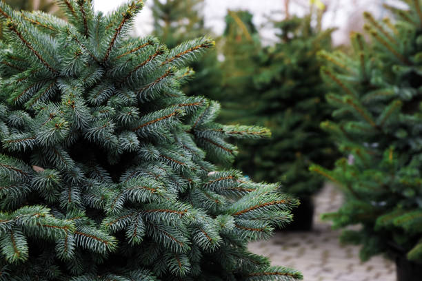 istock Potted coniferous plants at Christmas tree market 1391090774
