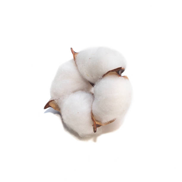 istock Cotton plant on white background 1391091108