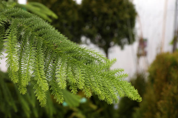 istock Coniferous plant branch, closeup. Christmas tree farm 1391091747