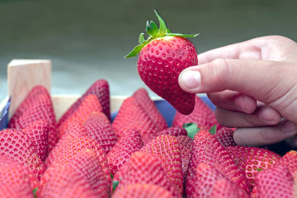 hand picking a strawberry from the box. allergy and intolerance to fructose. vegan and vegetarian food. ecological agriculture concept. - cake pick imagens e fotografias de stock