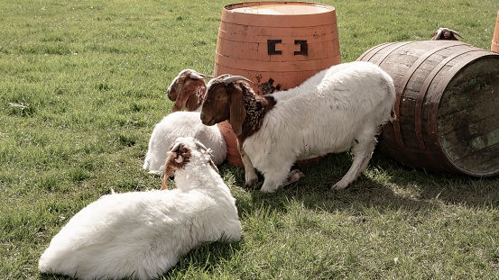Three Boer Goats.