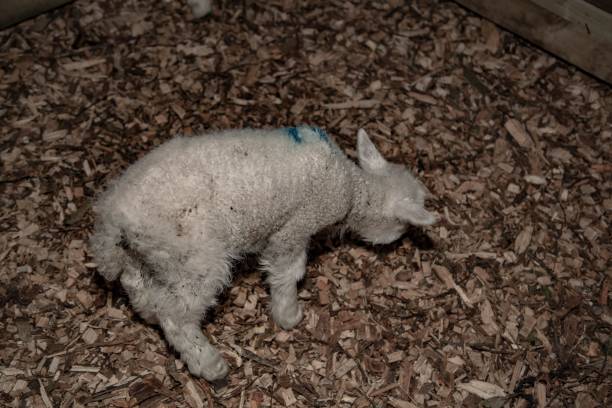 Orphaned & Weak Lamb. Orphaned Lambs. meek as a lamb stock pictures, royalty-free photos & images