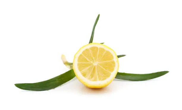 Photo of Green aloe plant with lemon.