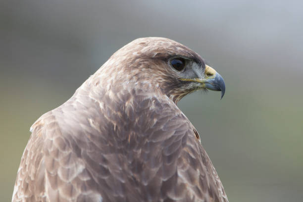 buzzard (buteo buteo) close-up - eurasian buzzard imagens e fotografias de stock