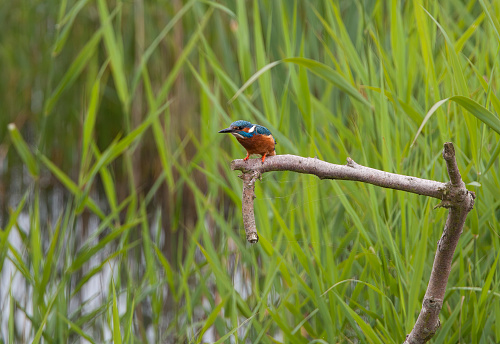 Taken at RSPB Minsmere Nature Reserve.  The wardens put dead branches into the ponds to attract the Kingfishers that can't resist a branch over water.