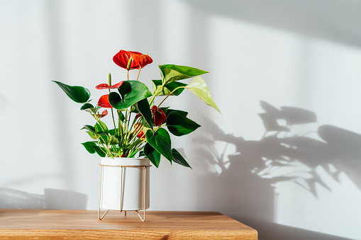 House plant red Anthurium in modern white flower pot on a wooden console under sunlight and shadows on a white gray wall. Biophilia in minimalist Scandinavian style living room design. Copy space