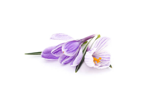 istock Violet bouquet of crocuses. 1391094728