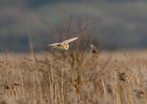 istock Barn Owl (tyto alba) Hunting over a Reed-Bed 1391094753