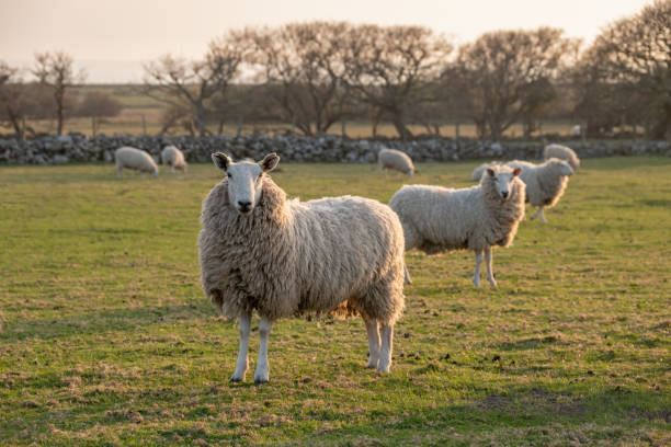 畑の羊、ウェールズ、イギリス - barmouth ストックフォトと画像