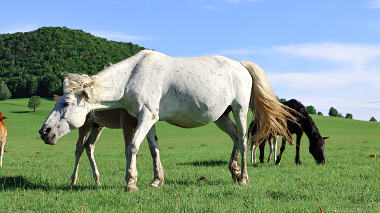 A white horse and a foal graze in a meadow with a view of the mountain and the forest. Other horses graze around them.